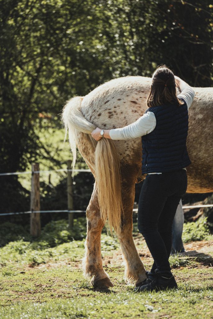 Traitement ostéopathique sur un cheval